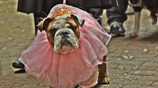 Illustration for article titled The Best Costumes From The Tompkins Square Dog Parade